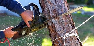 Best Tree Disease Treatment  in East Renton Highlands, WA