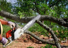 Best Storm Damage Tree Cleanup  in East Renton Highlands, WA