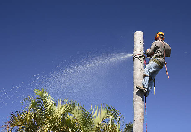 Best Lawn Watering Services  in East Renton Highlands, WA