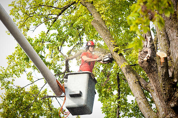 How Our Tree Care Process Works  in  East Renton Highlands, WA