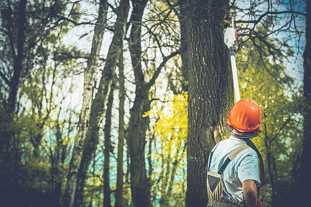 Best Tree Trimming and Pruning  in East Renton Highlands, WA